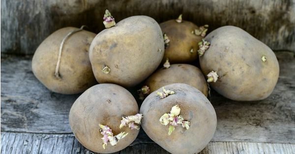  Tuber green