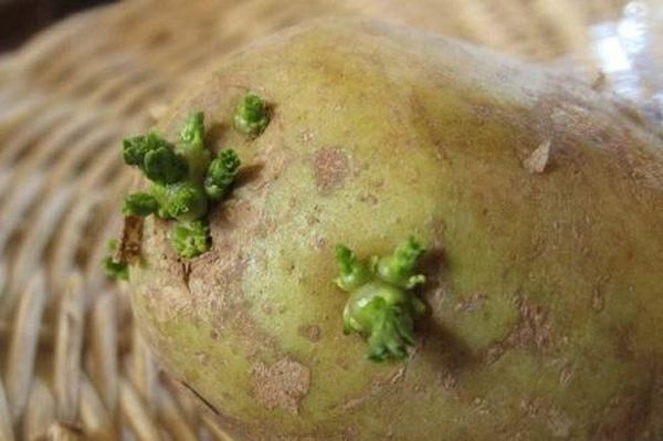  Dacă vedeți varza verde pe cartofi - nu o cumpărați pentru gătit