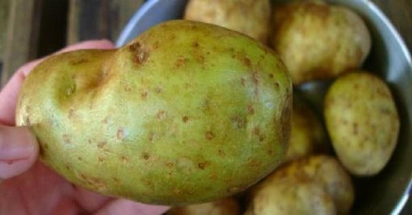  Coaja verde indică producerea de solanină, care este dăunătoare pentru oameni