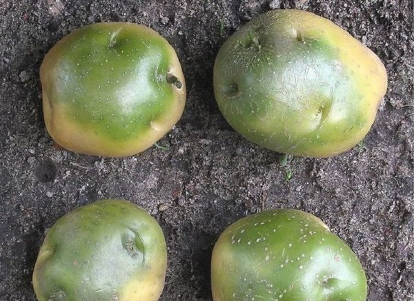  patate verdi