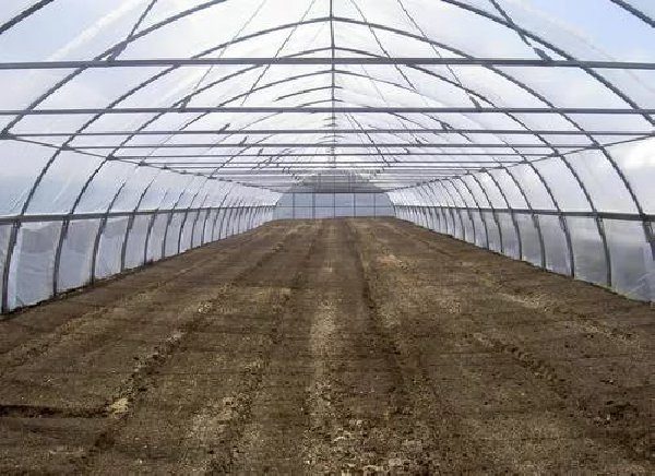  Growing strawberries in greenhouses in winter can be done using sod land