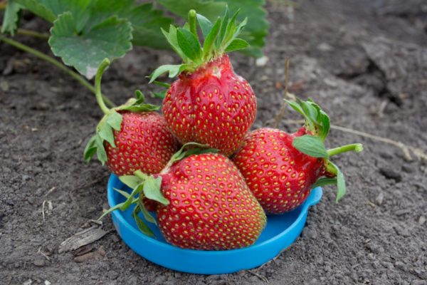  Large berries of the queen