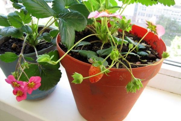  Strawberries on the balcony: is it possible and how to grow, care tips