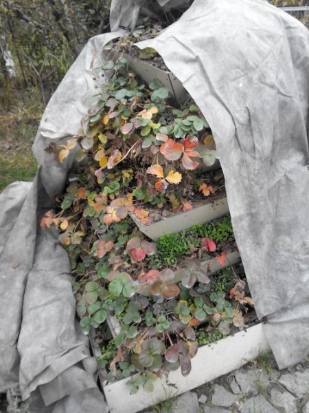  If the vertical beds of strawberries are not high, you can make a special protective structure for the winter from wooden slats, burlap, roofing felt, lutrasil or agryl