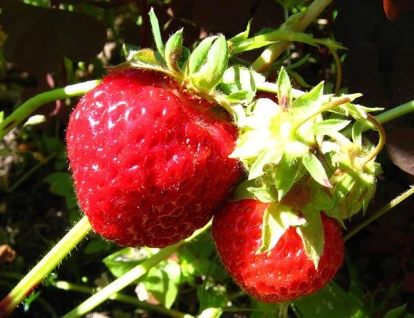  Strawberry Zeng Zengana - sweet berry without sourness