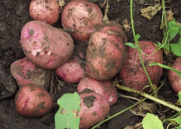  Fino al 95% dei tuberi mantiene il loro aspetto durante il trasporto