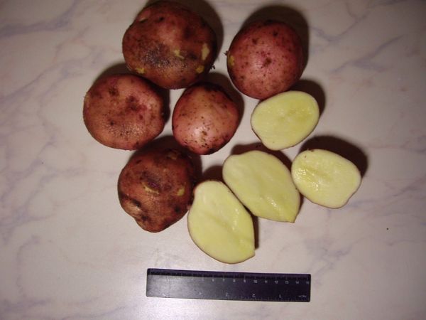  Polpa di mirtillo rosso - colore crema morbida