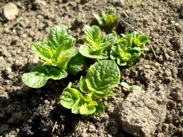  Zhuravinka preferisce un terreno leggero
