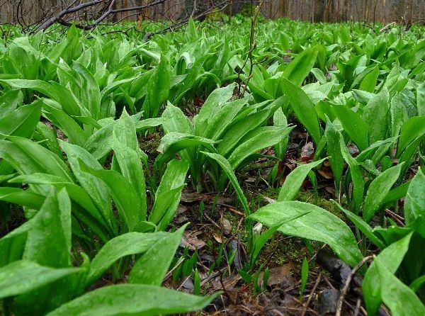  Places where wild garlic grows abundantly are called bear meadows.