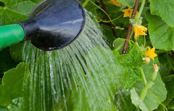  Alimentazione liquida di cetrioli