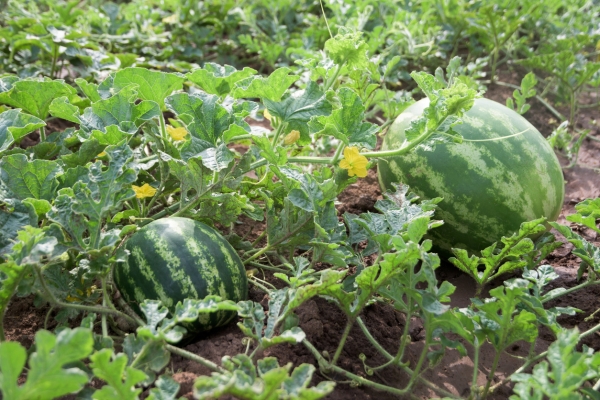  Whether and how to pinch the watermelons: the scheme and rules
