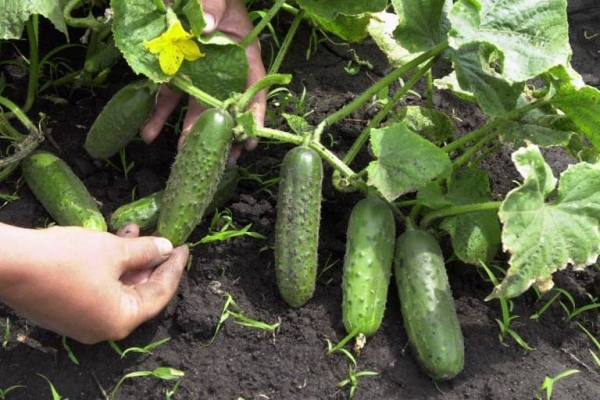  Fruits are harvested every couple of days, best in the morning or evening.