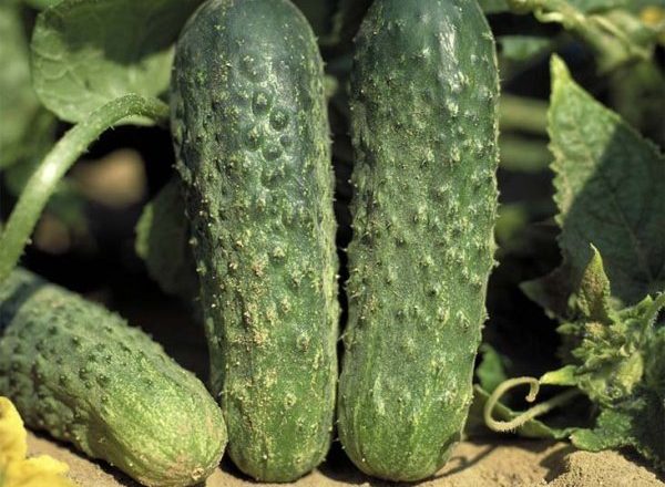  Ajax Cucumber