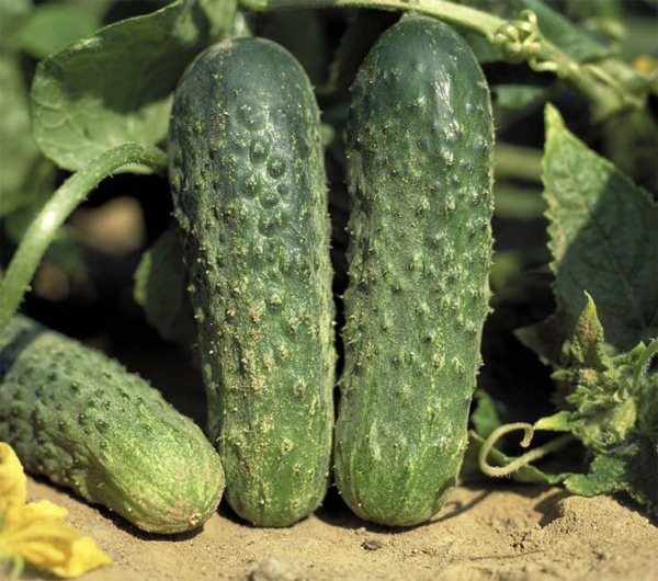  Ajax Cucumber