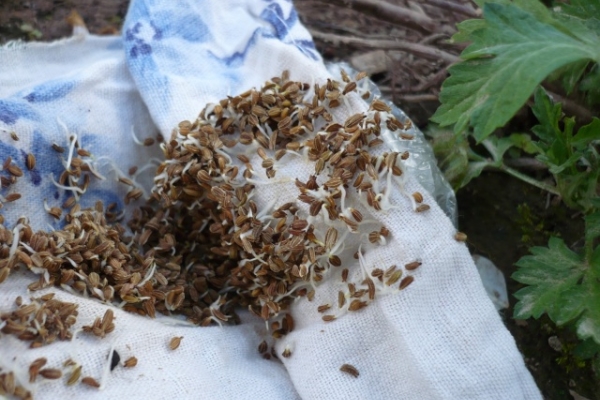  Before planting, the seeds are soaked for a day in warm water, heat treated