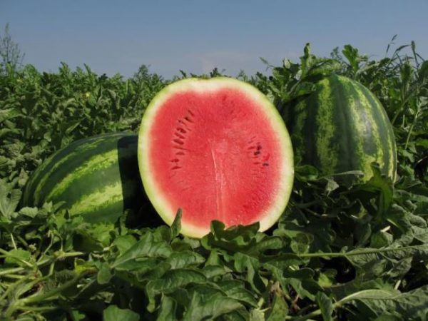  Watermelon producer in cut