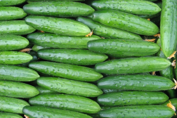  Il cetriolo è una bacca, frutta o verdura? Uso e danno, applicazione