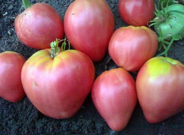  Grandee tomate