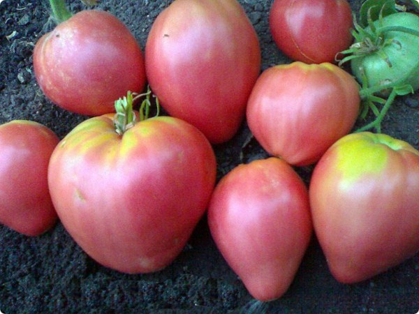  Grandee tomate