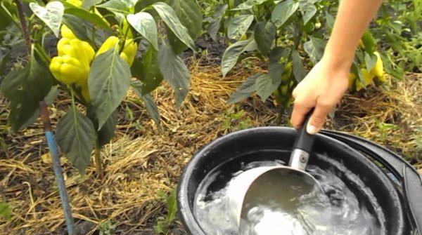  I peperoni sono sempre grati al fertilizzante, sia che si tratti di integratori organici o minerali