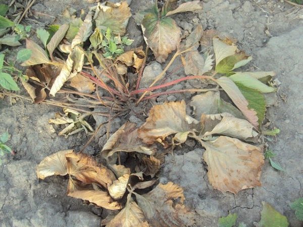 Fusarium wilt