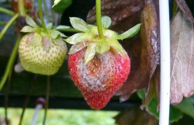  strawberry disease