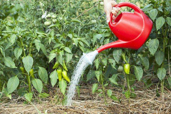  Pepper loves moisture and needs regular basal watering
