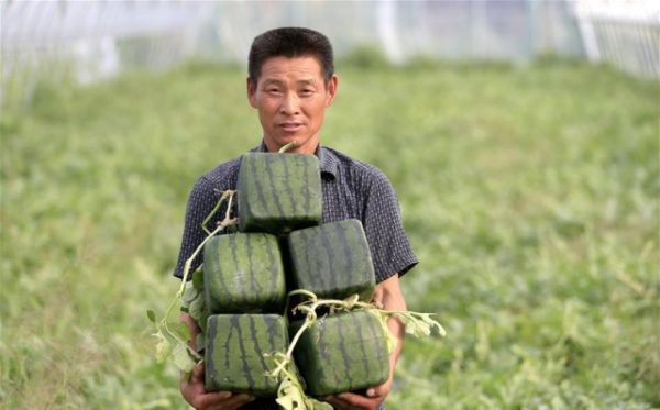  Harvesting Square Watermelons