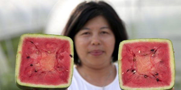 Square watermelon in the cut