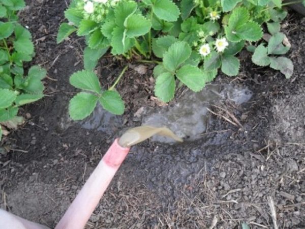  Top dressing fragole durante la fioritura