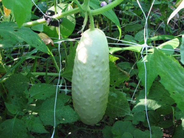  Many gardeners claim that white cucumbers are more tasty than green fruits.