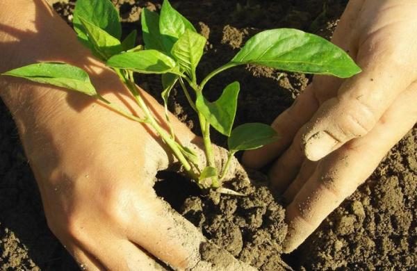 Claudio seedlings are planted on beds or in greenhouses in May, when there is no threat of frost.
