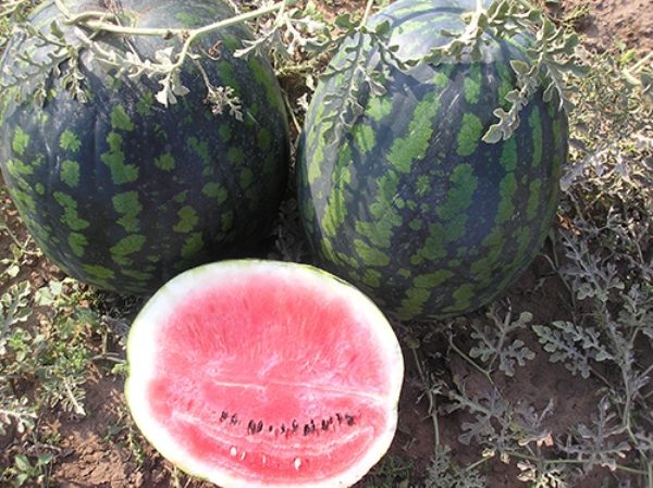Basically, the yield of this variety is about 30-35 tons per hectare