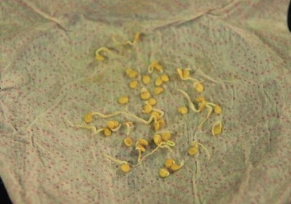  Germinated seeds of pepper