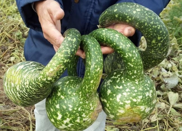 Pumpkin Lagenariya - the best option for vaccination of watermelon