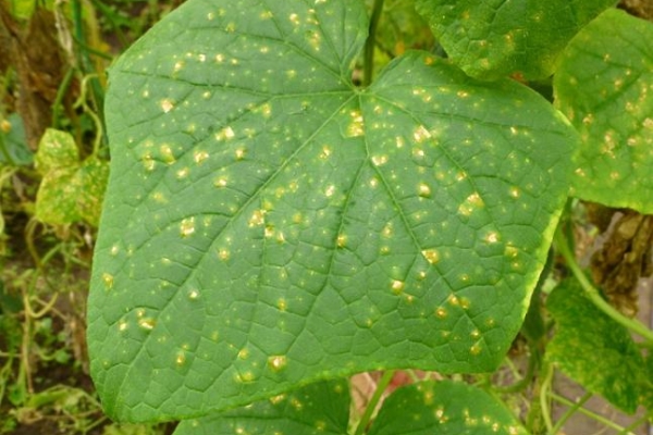  Cucumber mosaic on the leaves