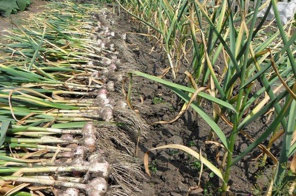  To build a business of growing garlic need a small capital at the start