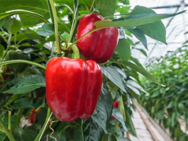  Early pepper Claudio grade