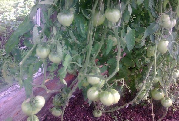  De um arbusto, em média, você pode coletar cerca de 6 kg de tomate Budenovka