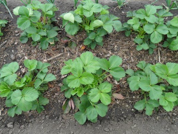  Shrub planting strawberries