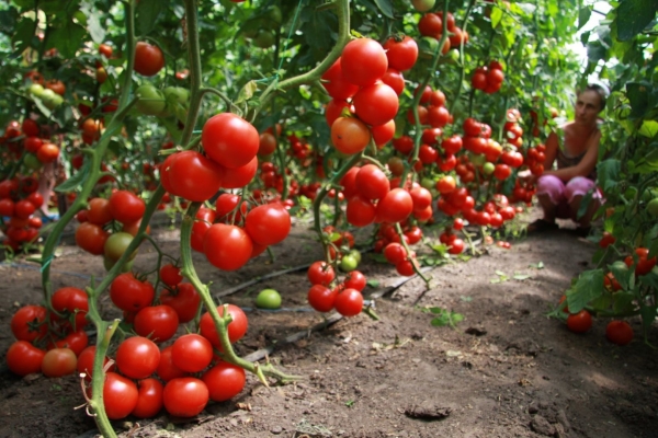  Questa è una cultivar ideale per il giardiniere, perché con un minimo di costi si ottiene un grande raccolto.