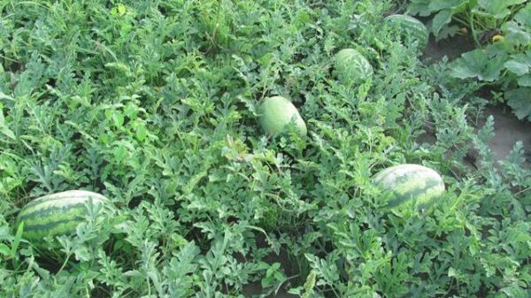  Bed with Watermelon Grade Producer
