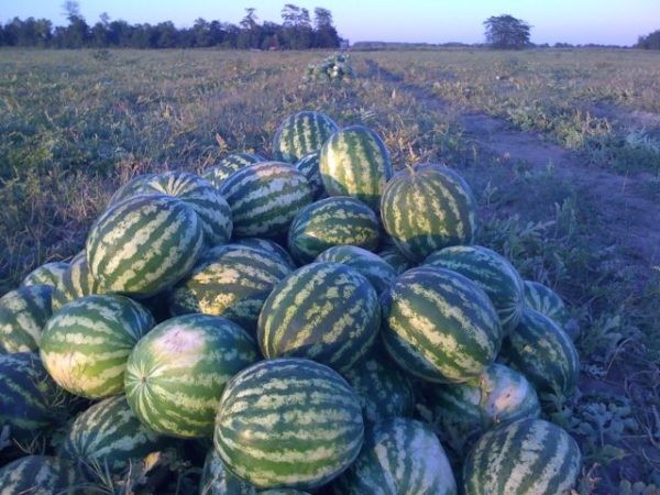  Harvested watermelon producer