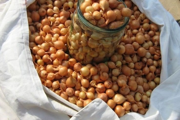  Material used for planting, it is important to store at temperatures close to zero.
