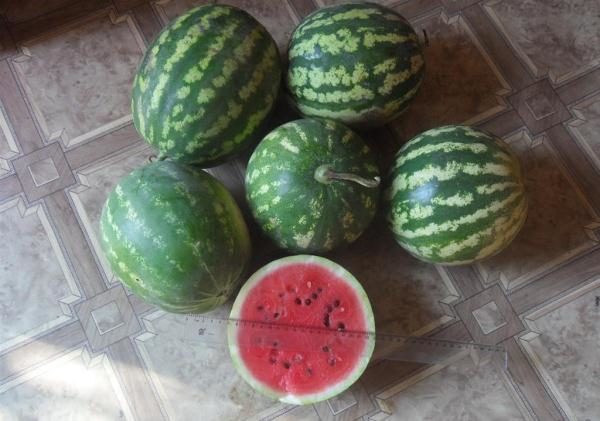 Watermelon Chill