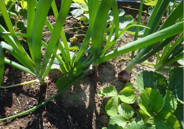  Cebollas Yalta En El Jardín