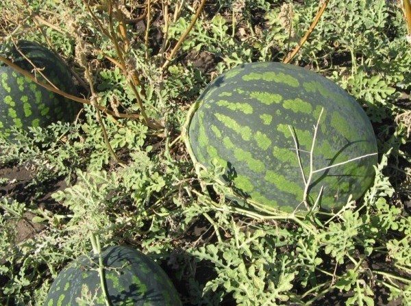 Watermelon Chill is referred to as varieties of medium-late ripening, its growing season is about three months