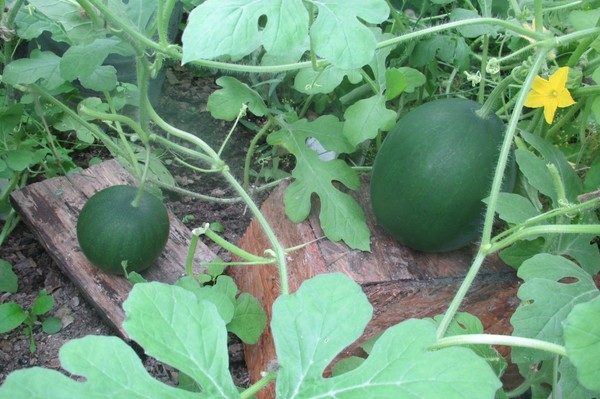  Affinché i frutti di un bambino dolce corrispondano al risultato desiderato, è necessario eseguire l'alimentazione corretta e fertilizzare il terreno in modo tempestivo.