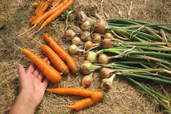  Los bulbos se cosechan en julio, las zanahorias en agosto y septiembre.