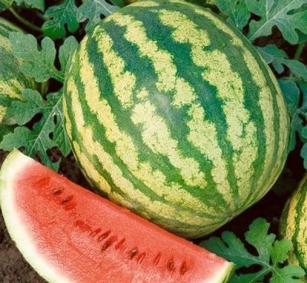 Variety of watermelon Crimson Sweet gives early harvests